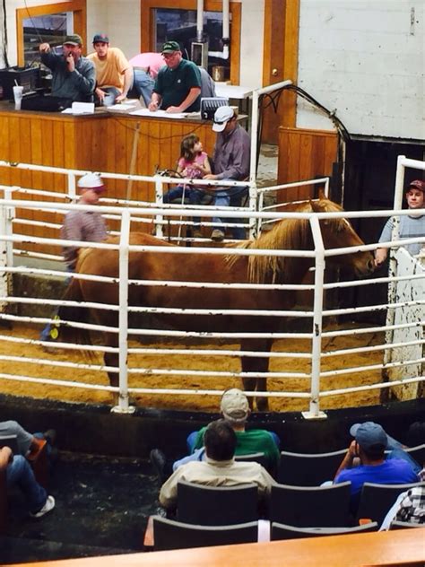 navasota cattle auction prices